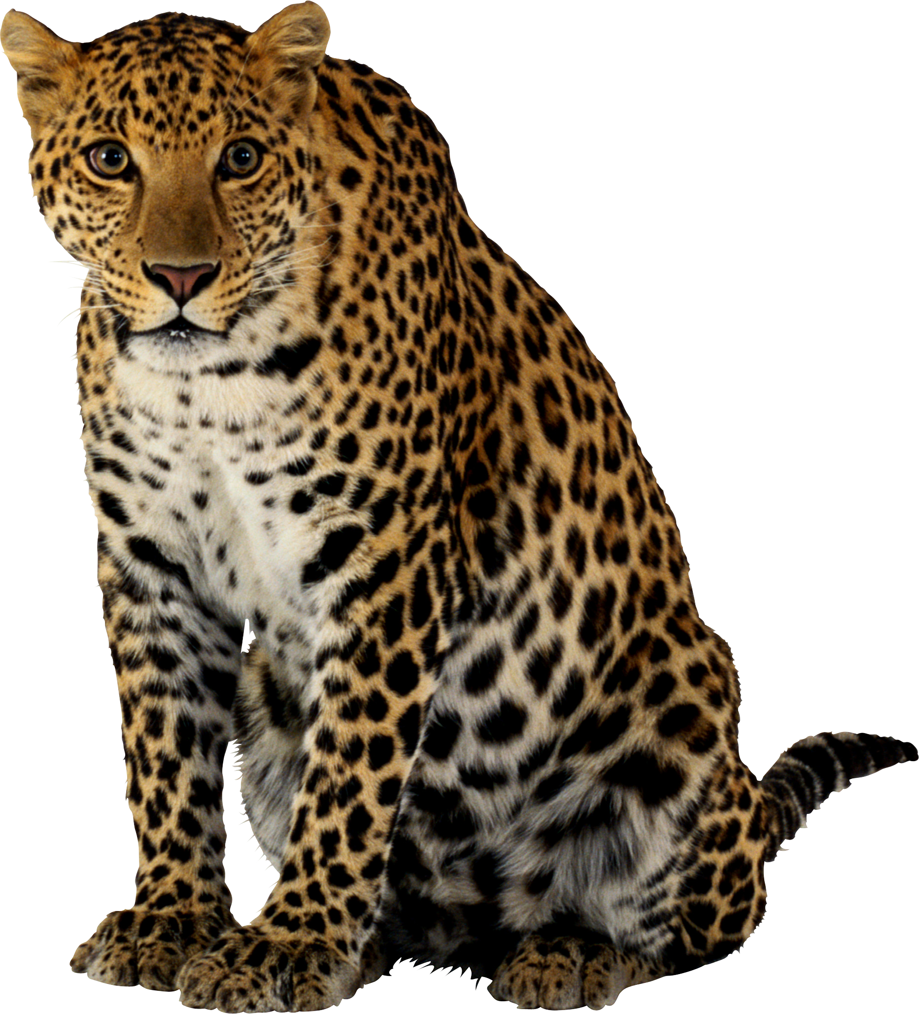 Leopard Sticker - Leopard Png (1865x2057), Png Download