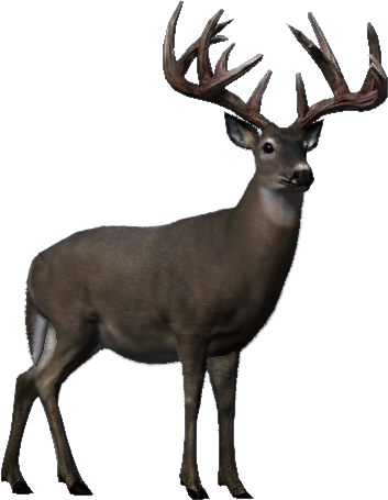 Whitetail - Wiki (353x455), Png Download