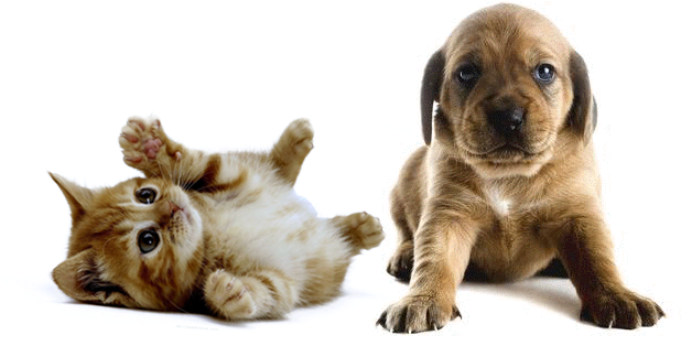 Stumps Party 18 In. To 9 Ft. Pet Select-a-size Photo (652x550), Png Download