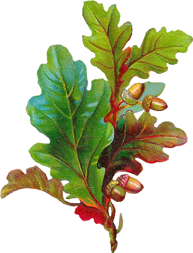Free Acorn Clip Art - Oak Leaf With Acorn (766x964), Png Download
