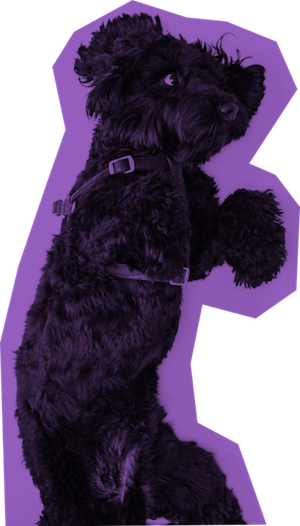 Buy The Jason Theme - Toy Poodle (300x526), Png Download
