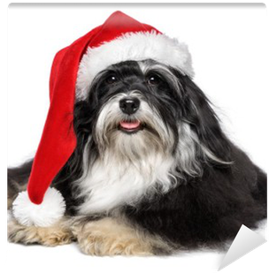 Beautiful Christmas Havanese Dog With Santa Hat And - Schöner Weihnachtenhavanese Hund Mit Postkarte (400x400), Png Download