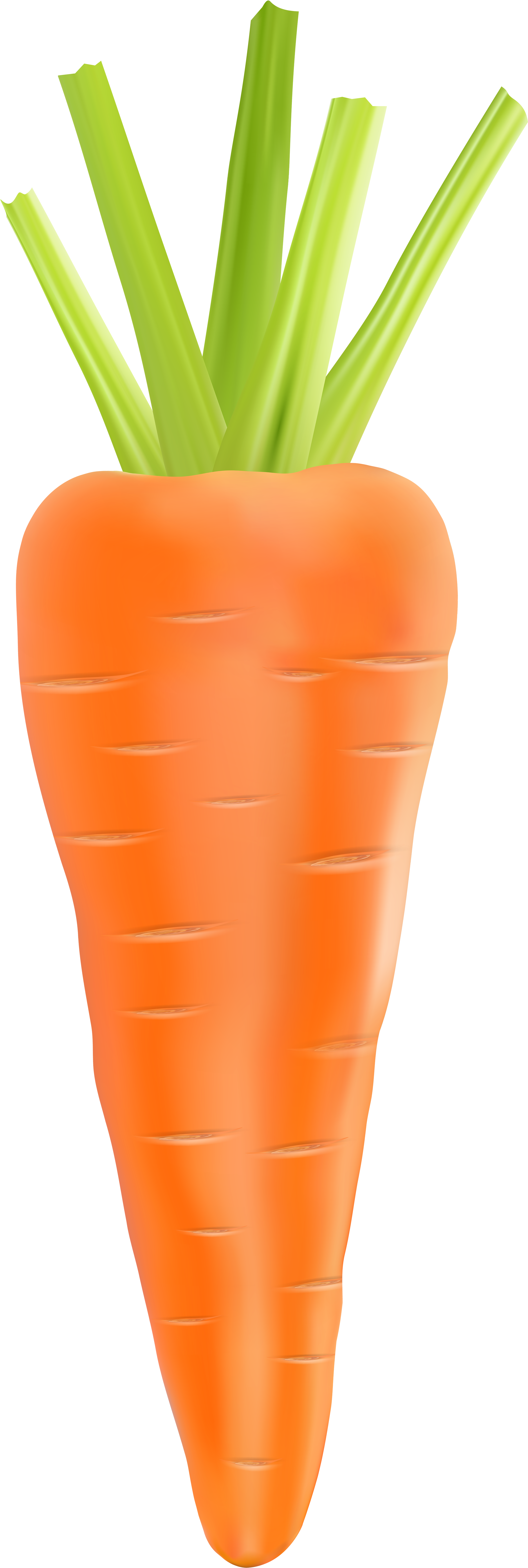 Clipart Vegetables Carrot - Transparent Background Carrot .png (2753x8000), Png Download