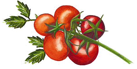 Organico Tomato Illustration Organico Tomato Illustration - Organico Sundried Tomatoes In Herbs And Sunflower Oil (490x306), Png Download