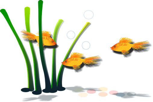 Goldfish Fish Aquamarine Aquatic Marine Wa - ภาพ วาด พืช น้ำ (508x340), Png Download