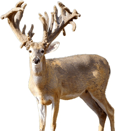 Mustang Creek Ranch Deer - Mustang Creek Ranch (400x451), Png Download