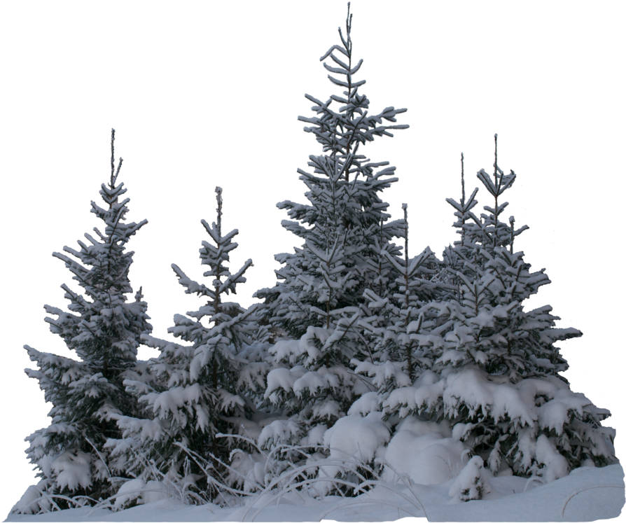 Wintery Spruces Unrestricted Stock - Spruce (1024x768), Png Download