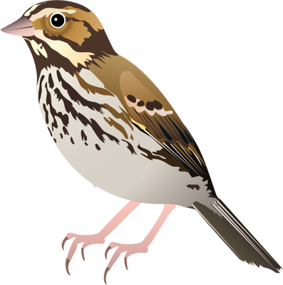 Sparrow Png Images Free Download Clip Art Transparent - Sparrow Vector (397x400), Png Download