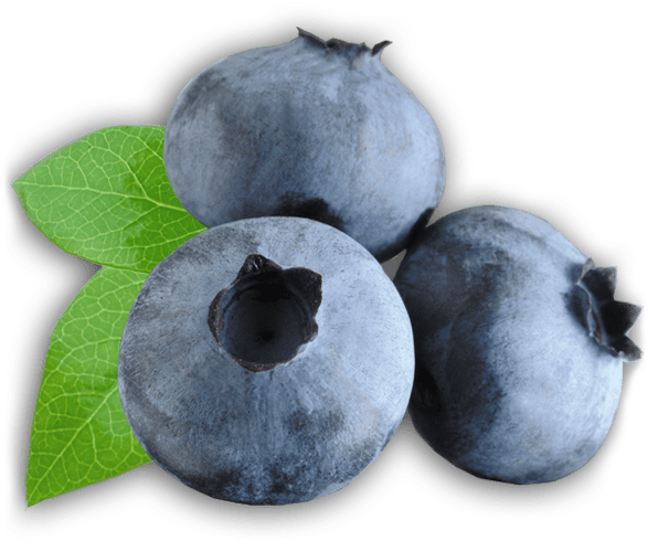 Zoom On Blueberries - Transparent Blueberry Clipart (600x600), Png Download