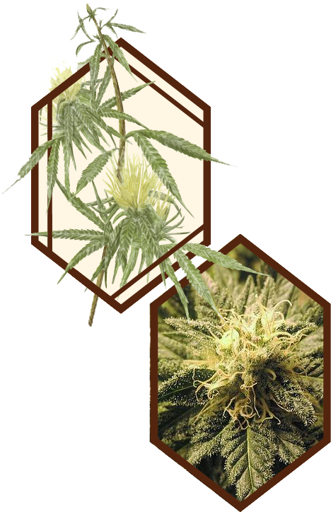 Cannabis101 Graphic - Botanist Dispensary Logo (954x748), Png Download