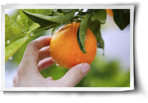 Who Doesn't Love The Smell Of A Fresh Orange Being - Stock Photography (500x344), Png Download