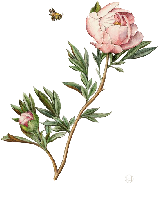 Illustration Watercolor Painting Peony - Peony Botanical Illustration (564x721), Png Download