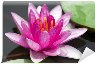 Lily (400x400), Png Download