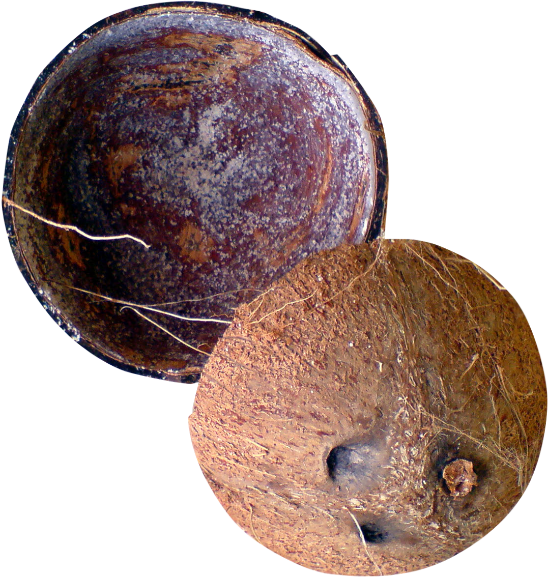 Half Coconut Png Picture - Coconut Shell Png (1300x1223), Png Download