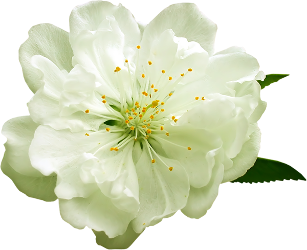 White Flower Png - White Flowers Clip Art (600x489), Png Download