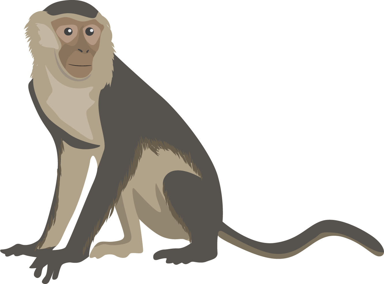 Monkey Png Transparent Free Images - Capuchin Monkey Cartoon (1333x989), Png Download