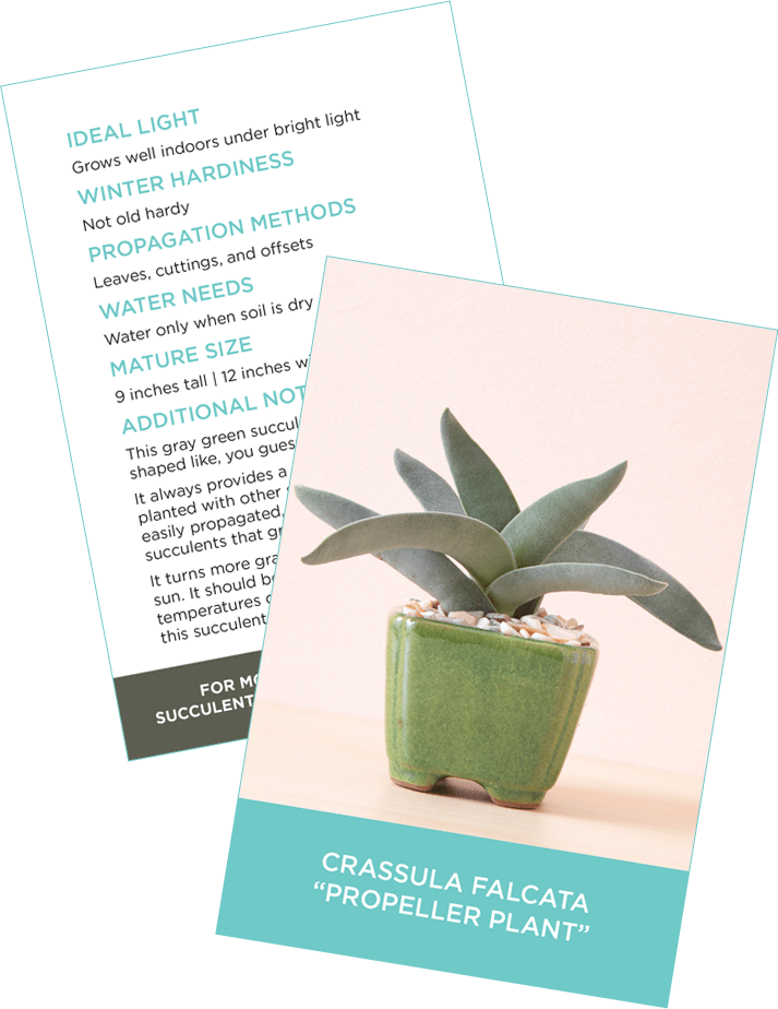 Crassula Falcata (713x924), Png Download