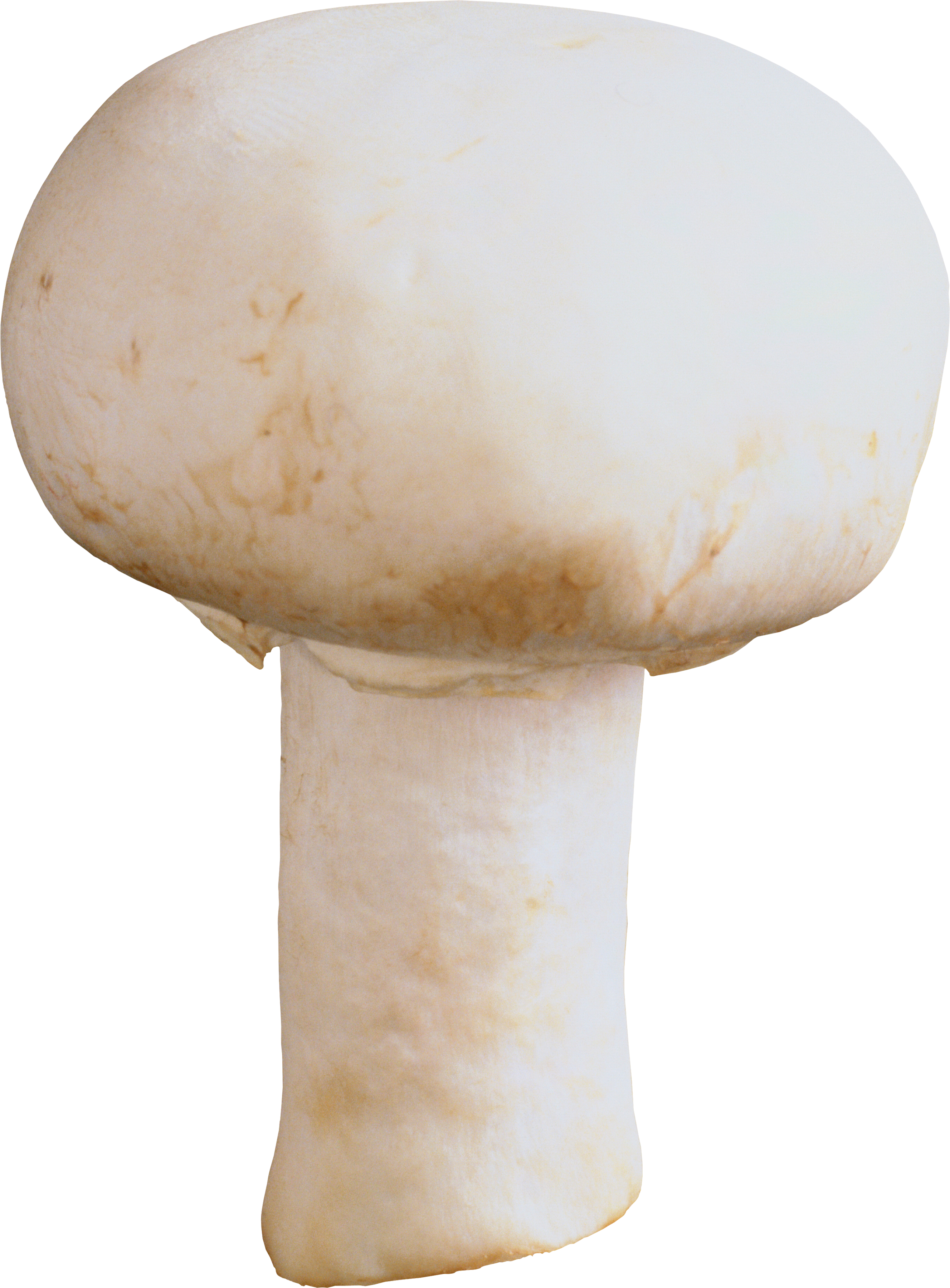 Mushroom Png (2655x3599), Png Download