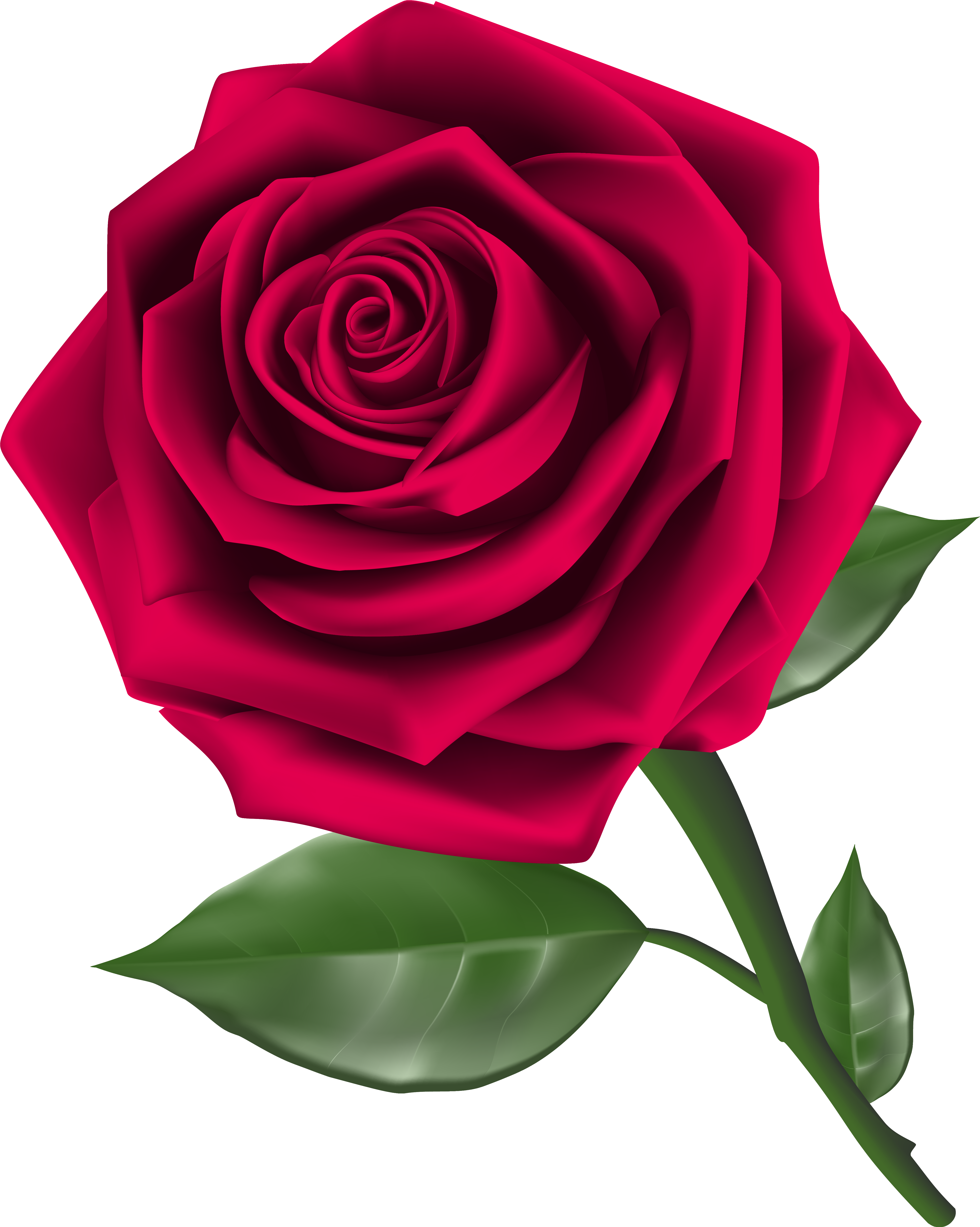 Rose Png (5001x6261), Png Download