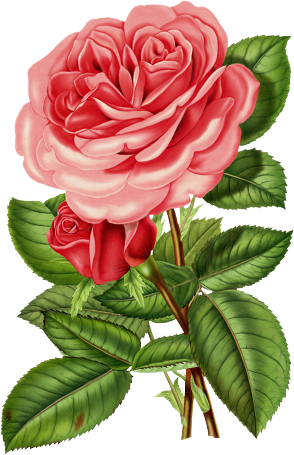 Free Vintage Rose Clip Art - Victorian Roses (968x1496), Png Download