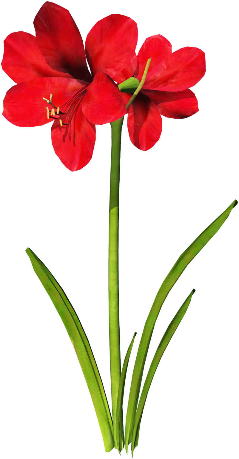 Carnation Flower Clipart At Getdrawings - Amaryllis Clip Art (1199x1600), Png Download