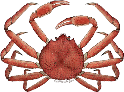 Alaska Snow Crab - Snow Crab (640x427), Png Download