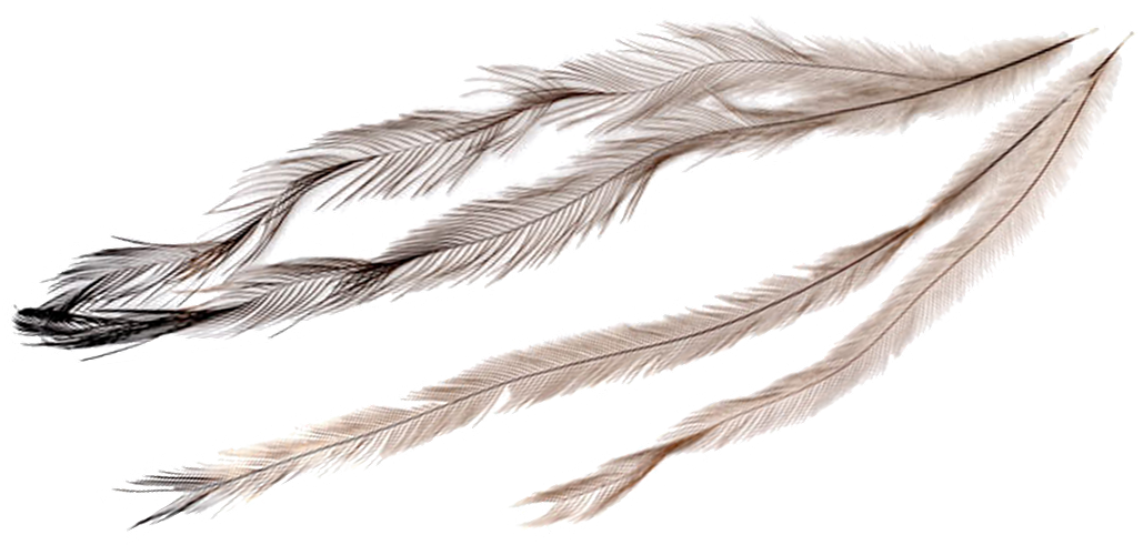 Feathers - Emu Oil (1050x490), Png Download