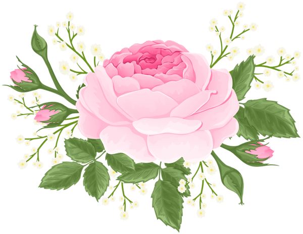 Pink Rose With White Flowers Png Clip Art Image Gallery - Garden Roses (600x464), Png Download