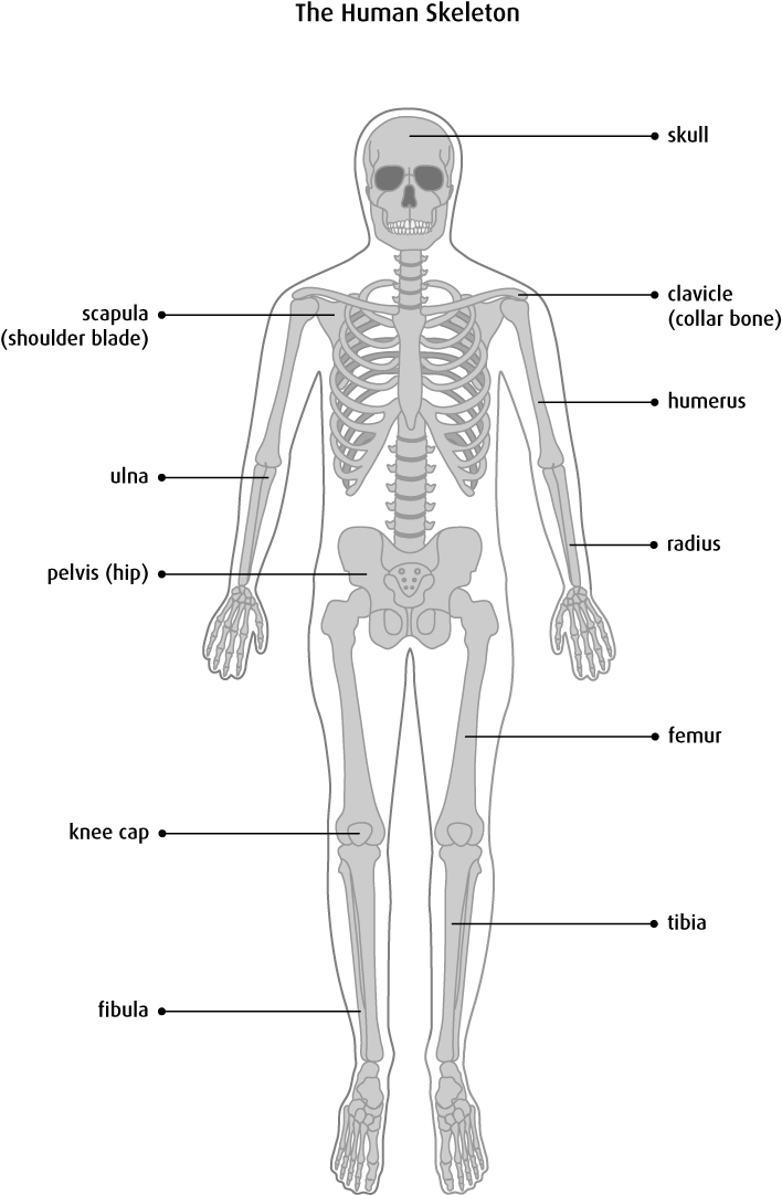 Bone Anatomy Physiology Preeminent Image Gallery For - Structure Of Human Skeleton (708x1082), Png Download