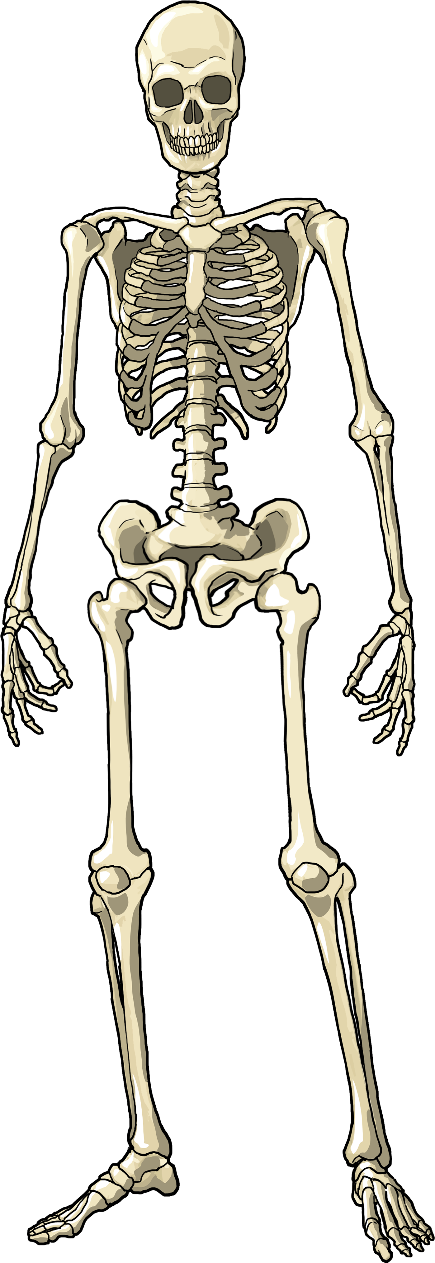 Female Skeletal System - Body Skeleton Png (3300x5100), Png Download