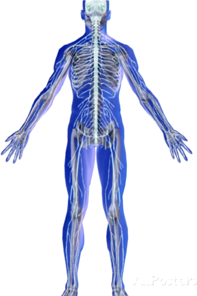 Skeletal And Nervous System (720x967), Png Download