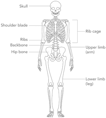Picture - Skeleton Labeled Simple (401x401), Png Download
