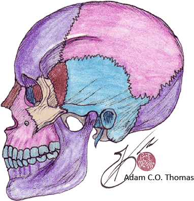 Skull (640x404), Png Download