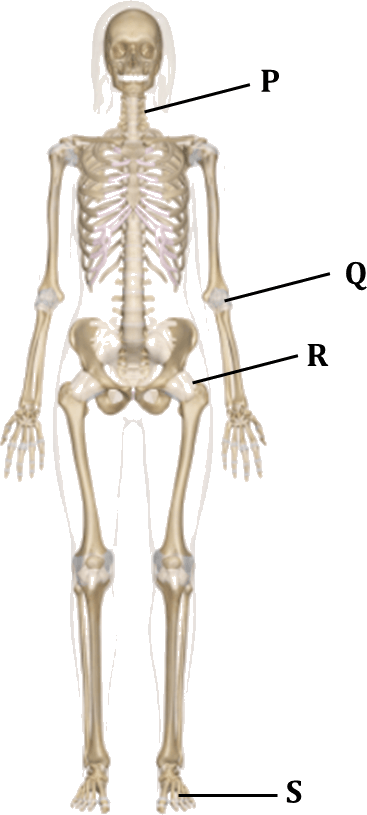 Figure Shows The Human Skeletal System - Skeletal System Back (367x815), Png Download
