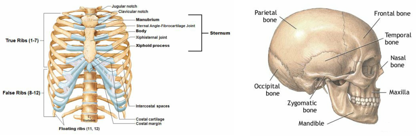 Picture - Thoracic Cage Bone Labeled (843x275), Png Download