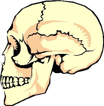 The Adult Human Skeletal System Has 206 Bones That - Functions Of The Skeletal System Protection (355x364), Png Download