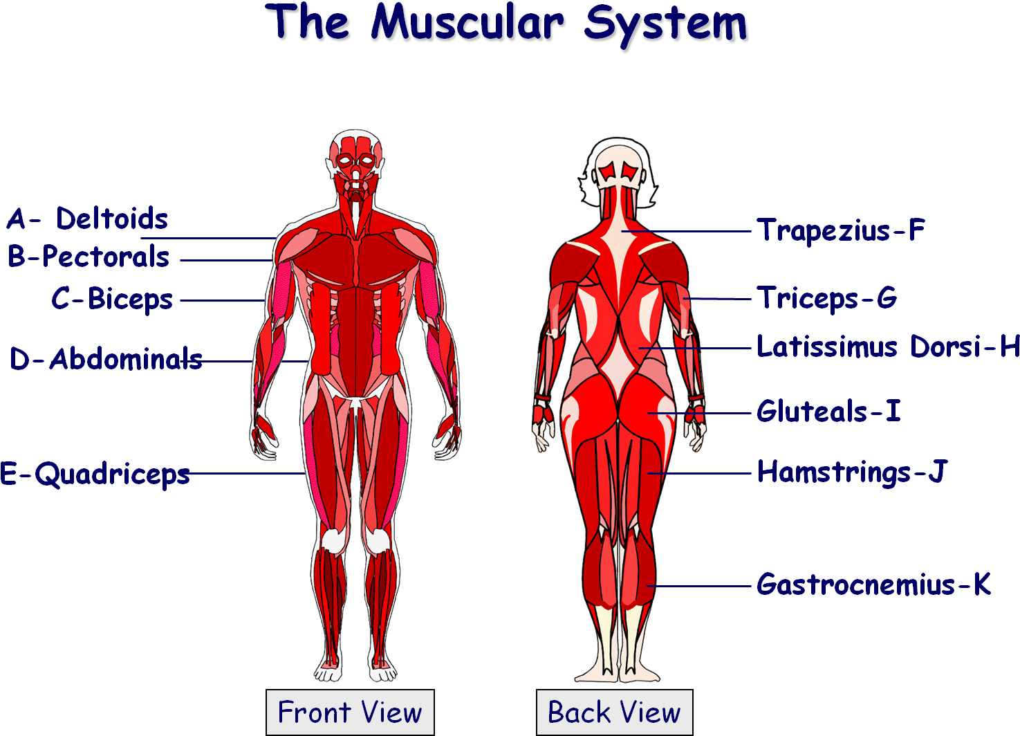 Download File - Muscles In The Body Gcse (1531x1096), Png Download