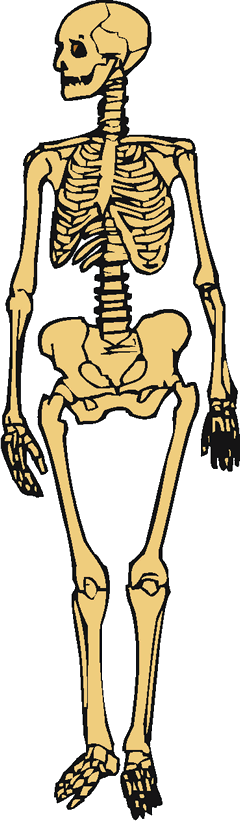 Skeleton (240x821), Png Download