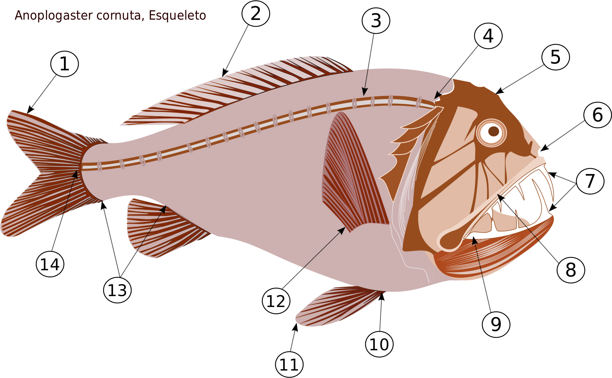 Open - Anoplogaster Cornuta (2000x1248), Png Download