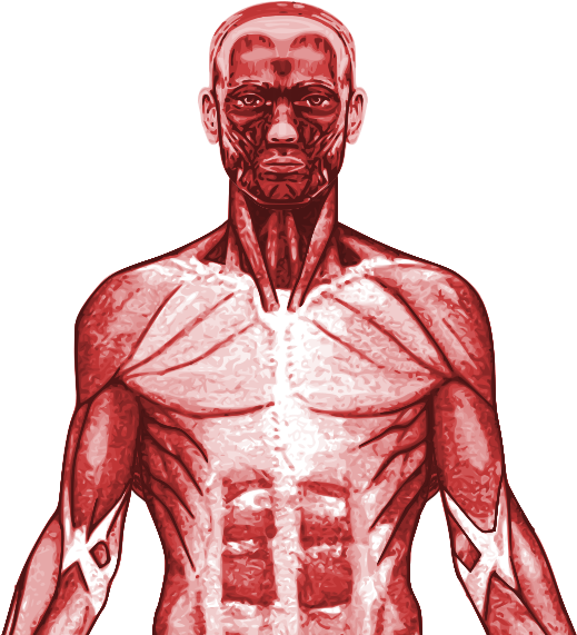 New Specification Gcse Pe Muscular System Powerpoint - Pectoralis Major (1000x600), Png Download