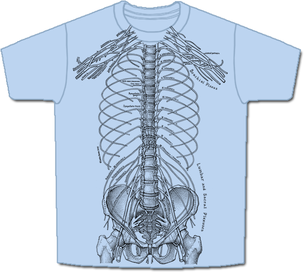 The Nervous System Is Printed In Black Ink On A Blue (600x540), Png Download