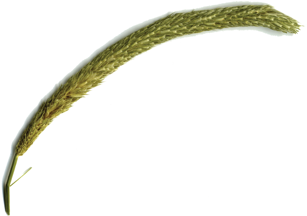 Dakotadunes Wall-grass (1000x705), Png Download