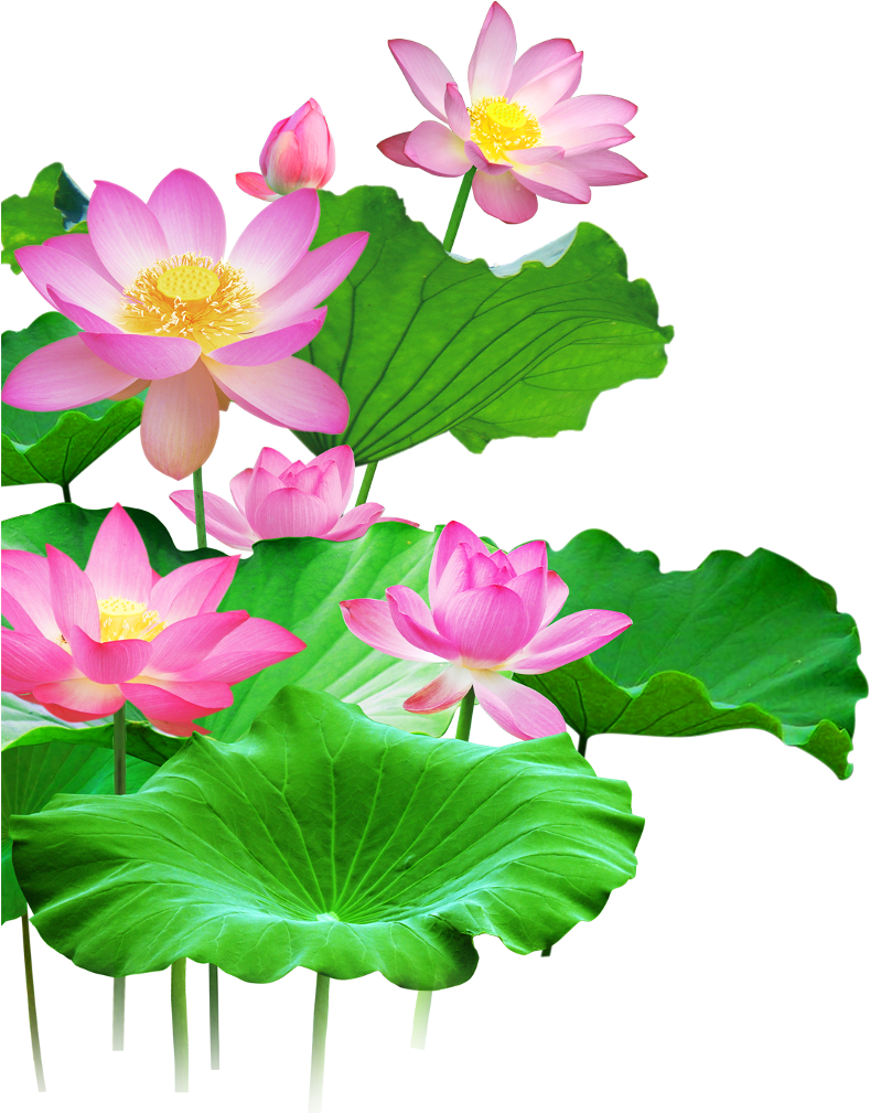 Mq Lotus Flower Flowers Pink Waters Green Leaf - Лотос Пнг (1024x1024), Png Download
