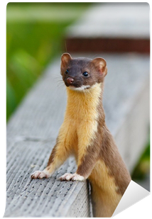 Weasels (400x400), Png Download