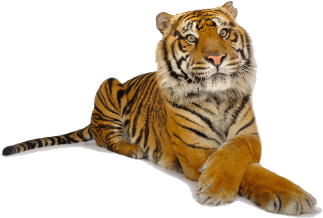 Tiger Png Download - Ark National Geographic (649x474), Png Download