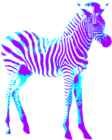 Crossing,free - Neon Purple & Blue Zebra Round Ornament (500x543), Png Download