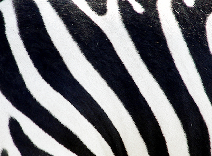 Share This Image - Zebra (817x600), Png Download