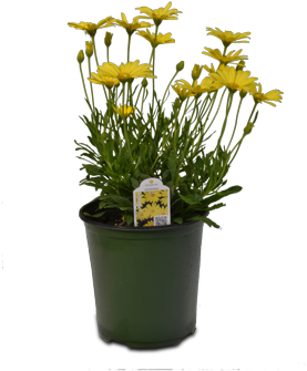 Flowering Kale - Michigan (375x375), Png Download
