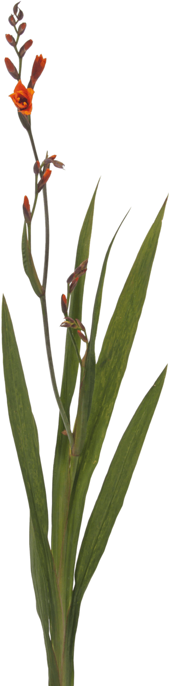 Crocosmia Mckenzie - Canna Lily (1024x1466), Png Download