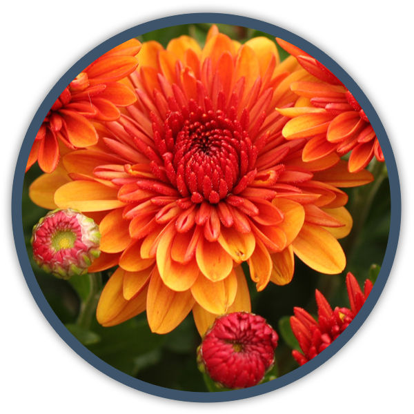 Annual Fall Color - Dahlia (600x600), Png Download
